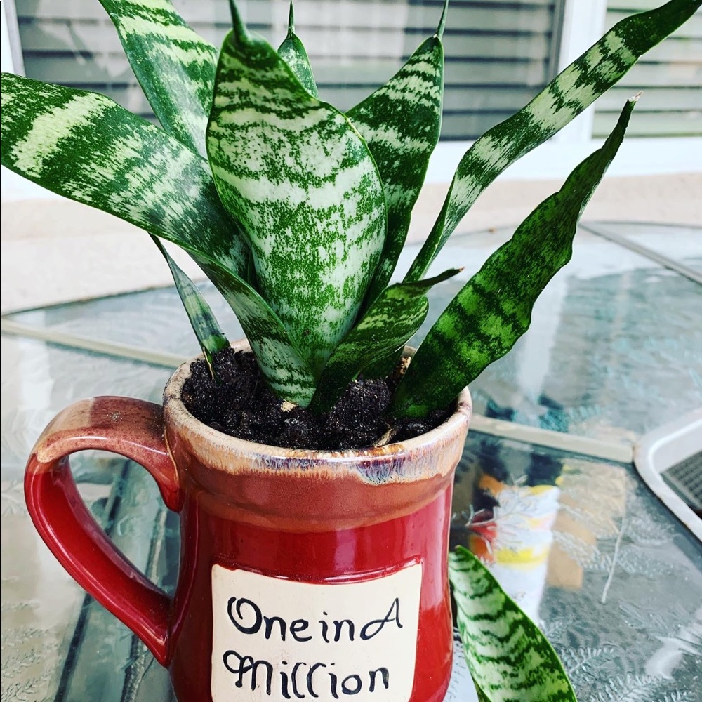 Plant Air purifier mother-in-law tongue snake - Picture 1 of 9